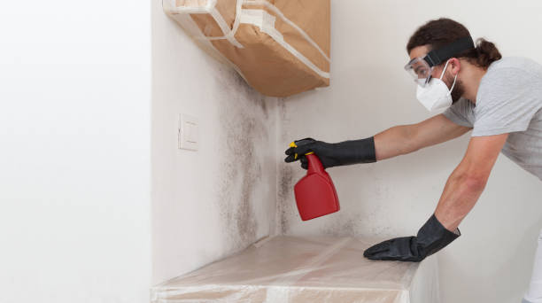 Professional Attic Mold Removal technician working in New Milford, NJ