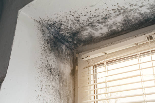 Trusted Attic Mold Removal service in New Milford, NJ - Cheap Mold Removal