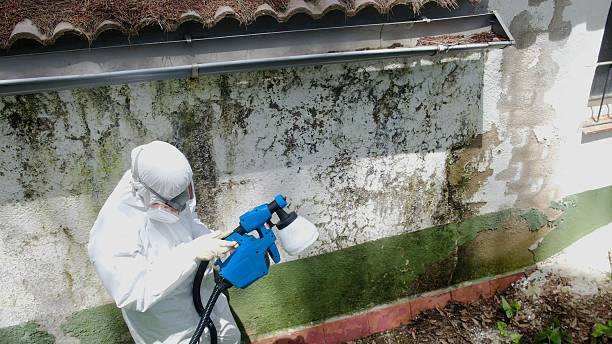 Trusted Basement Mold Remediation service in New Milford, NJ - Cheap Mold Removal